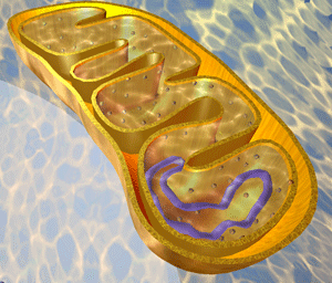 mitochondrion300-300x256.gif