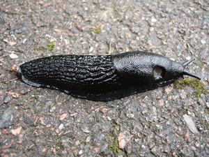 slug-image-wikimedia-commo-300x225.gif